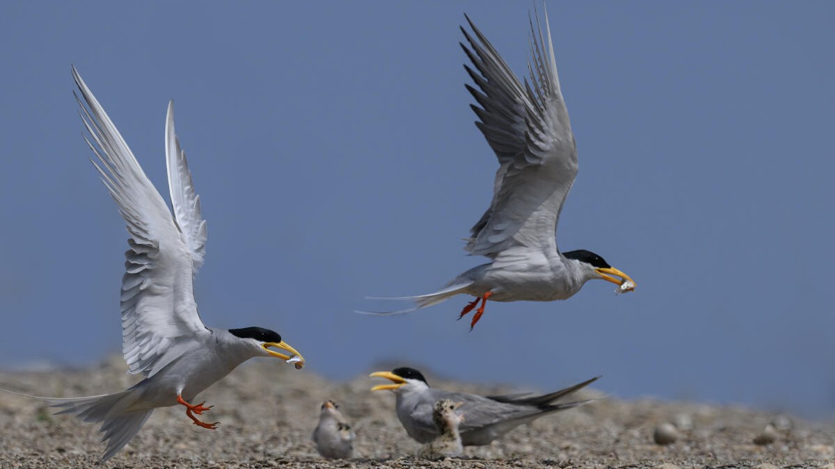 River terns shy away from Bhadra as weeds ravage nesting site