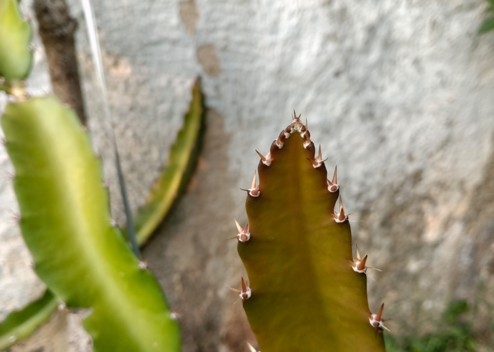 Oppo F33 Pro 5G's camera sample.