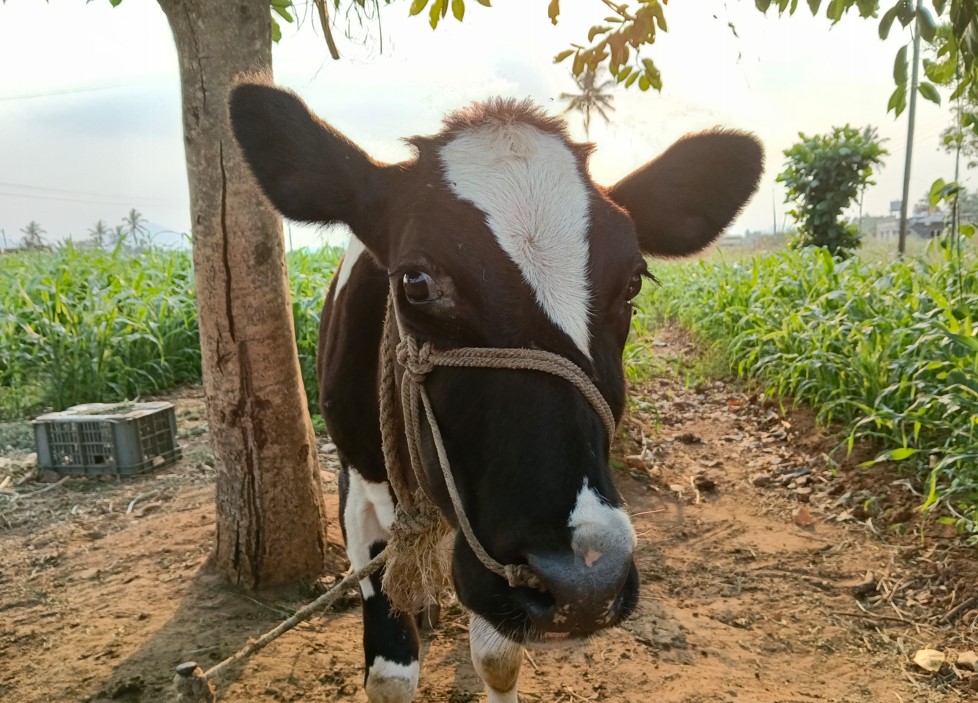 Oppo F33 Pro 5G's camera sample.