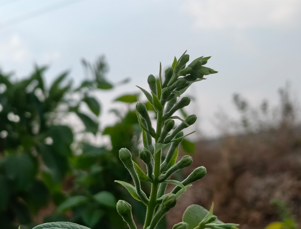 Oppo F33 Pro 5G's camera sample.