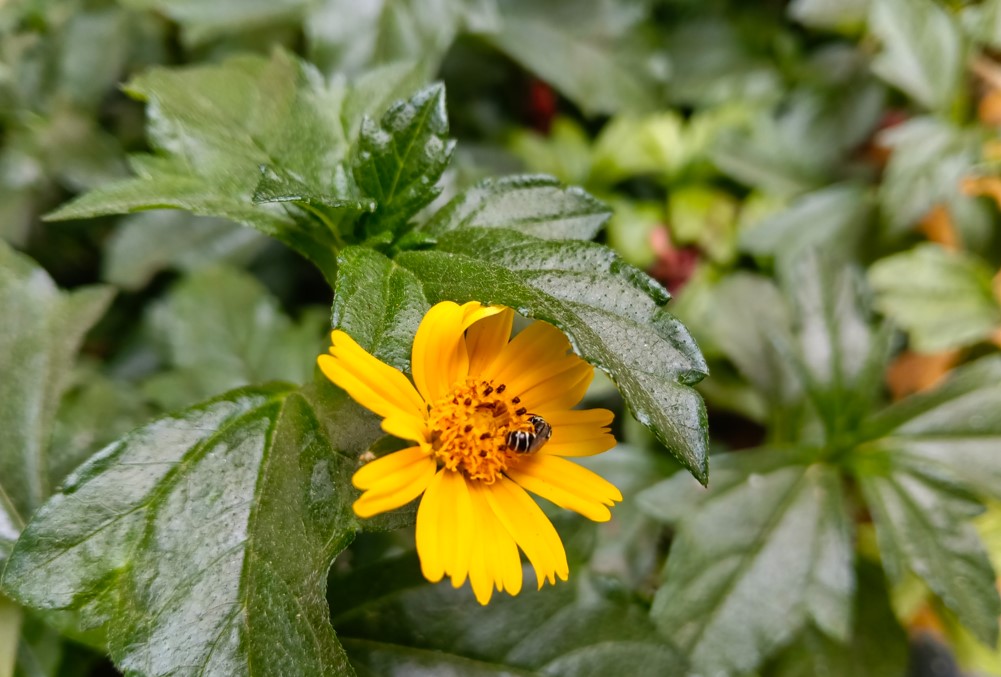 Oppo F33 Pro 5G's camera sample.