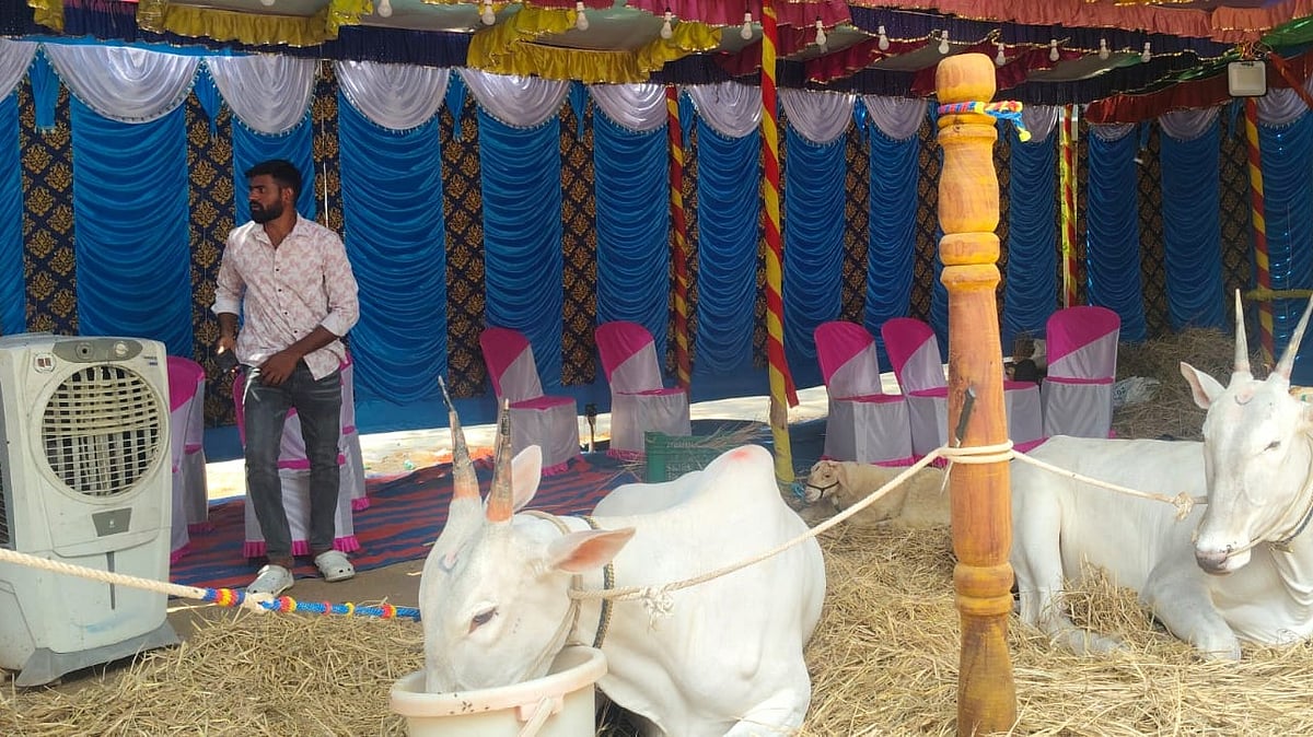 Farmers install coolers at cattle fair to beat heat in Madduramma Jatra Mahotsava
