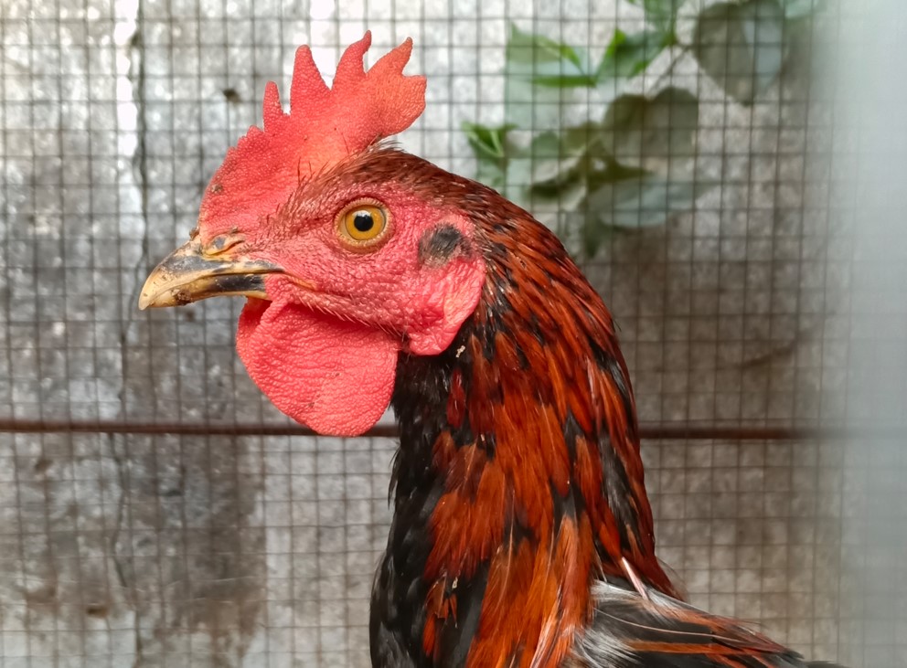 Oppo F33 Pro 5G's camera sample.