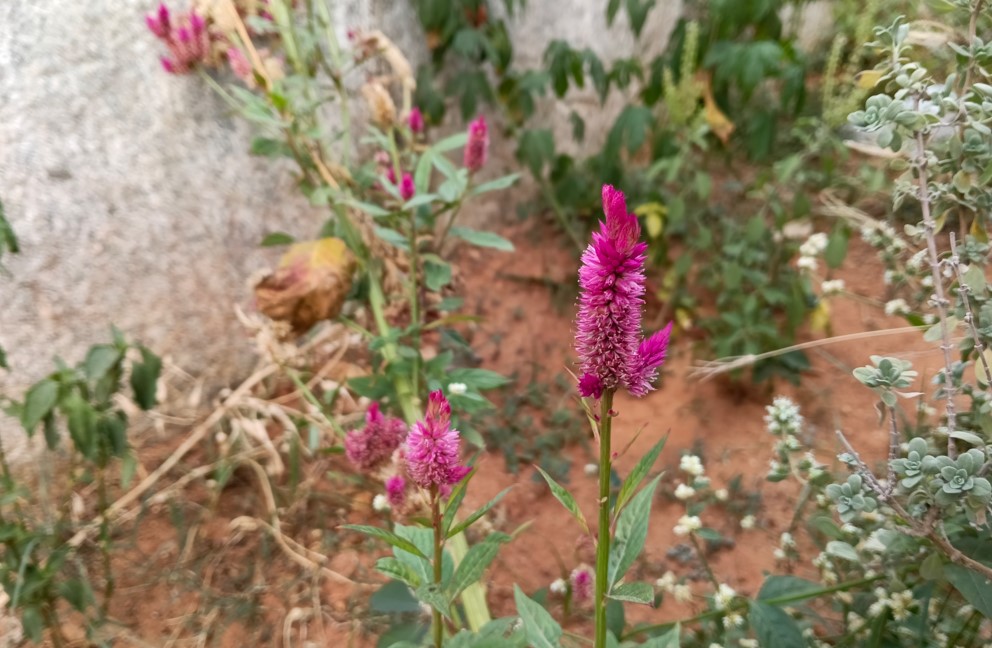 Oppo F33 Pro 5G's camera sample.