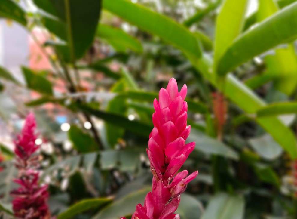 Oppo F33 Pro 5G's camera sample.