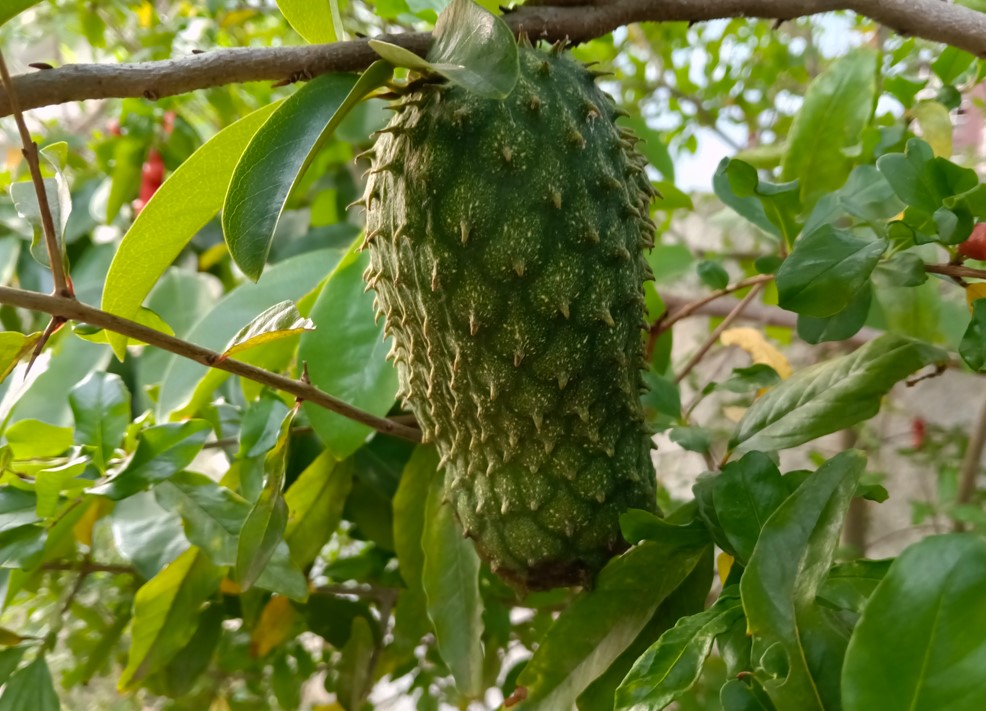 Oppo F33 Pro 5G's camera sample.