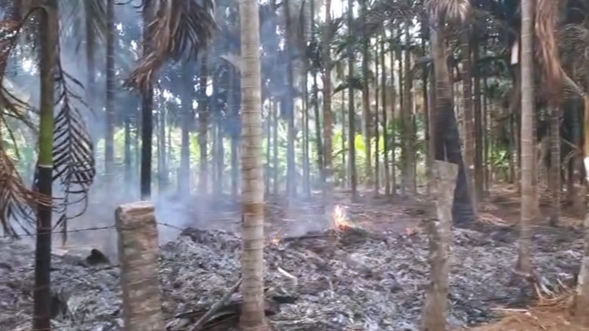 Lightning without rain destroys 40 trees in Chamarajanagar