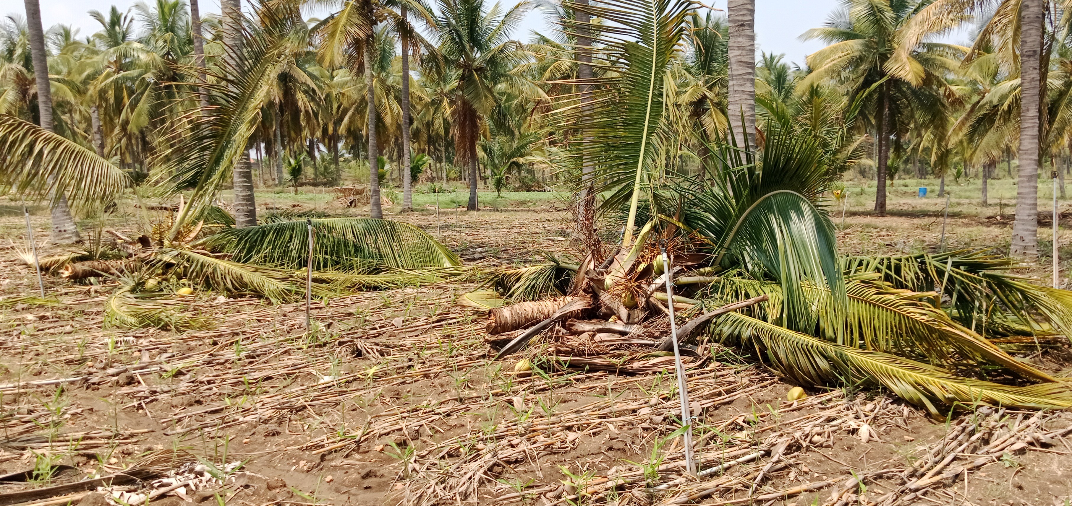 Over 100 coconut trees were uprooted or damaged following heavy rain and strong winds in Halebid hobli Hassan district late Wednesday night.