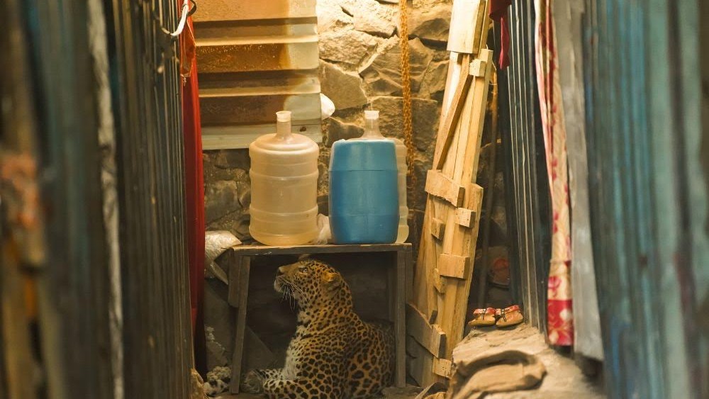 Wildlife SOS teams step in when leopards enter urban spaces.