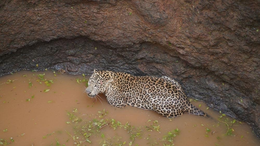 Wildlife SOS teams rescue a leopard that fell into a well.