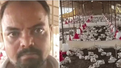 Uttar Pradesh: Blaring DJ sound kills 140 chickens at poultry farm