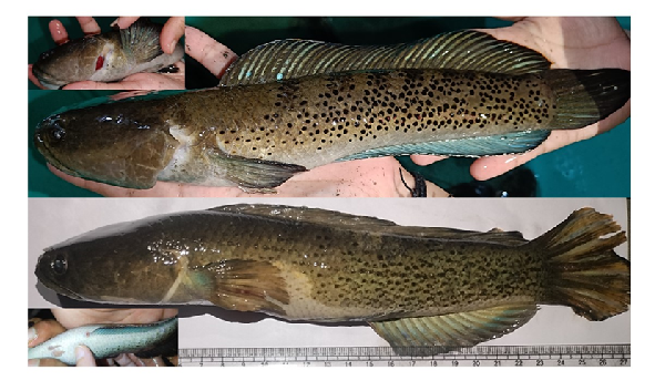 Channa Stewartii, an ornamental fish found mostly in the hills streams of Northeast.