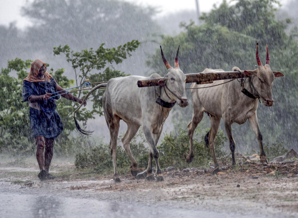 A farmer with a pair of cows walks during rain, near Chikkamagaluru, Karnataka, Friday, May 1, 2026.