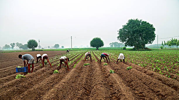 Haryana govt signs MoU for one lakh acres of farm land in Tanzania