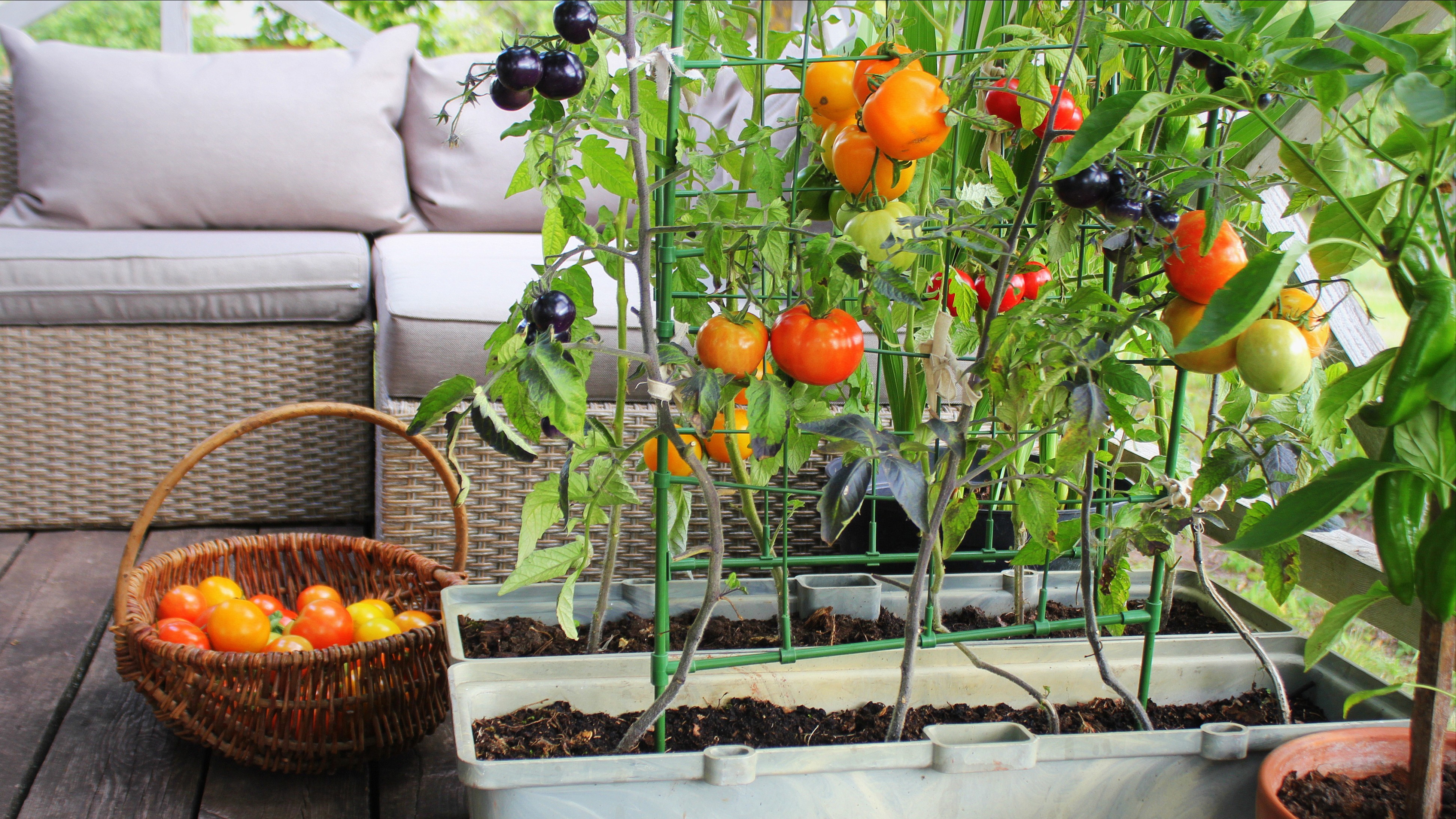 From peels to plenty