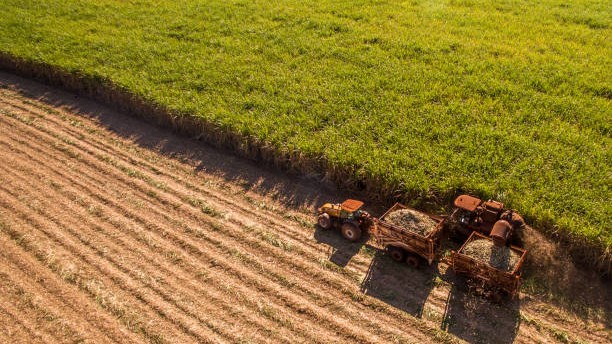 Centre hikes sugarcane FRP by Rs 10 to 365 per quintal for 2026-27 season
