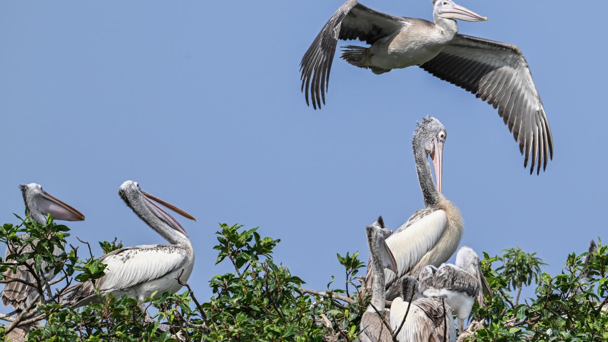 Mysuru zoo, bird sanctuaries on high alert after H5N1 avian influenza claims lives of over 40 peacocks in Tumakuru