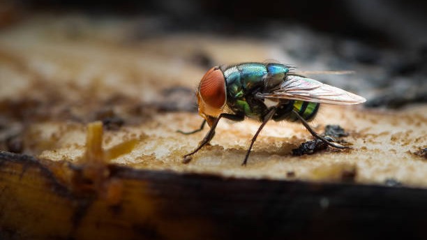 Tiny insect brain discovery offers blueprint for faster, efficient AI and robots