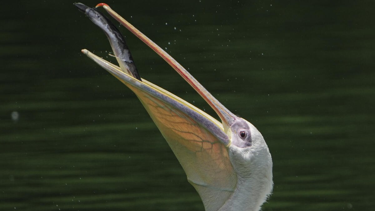 A great white pelican catches a fish inside its enclosure at National Zoological Park, in New Delhi.