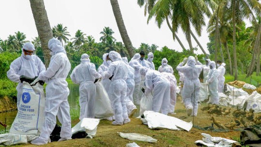 Bird flu outbreak reported in Maharashtra's Navapur, culling operations underway