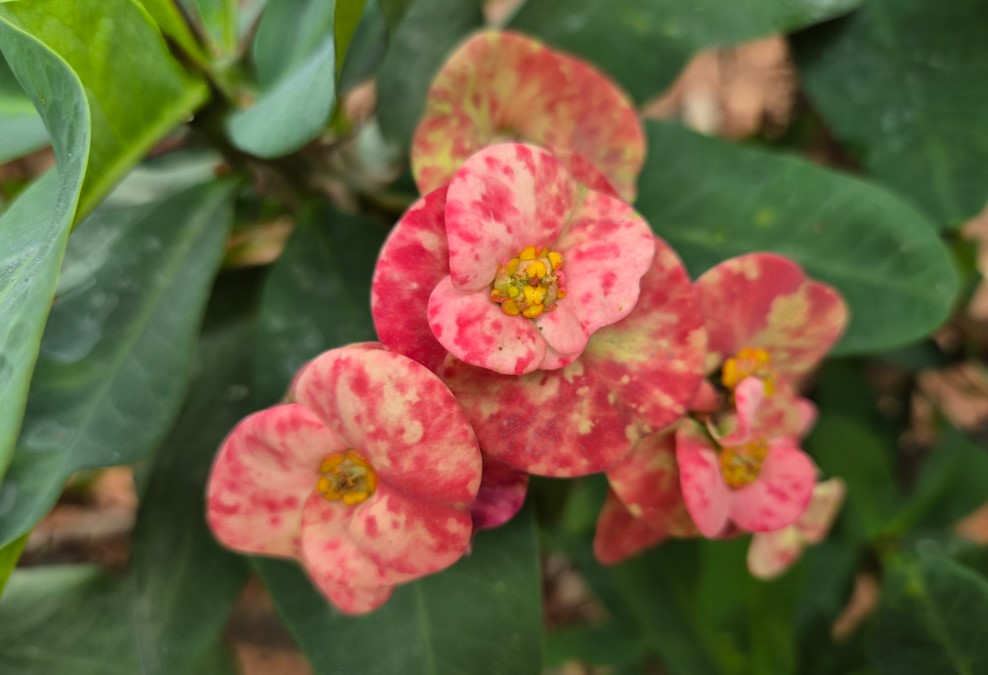 Samsung Galaxy S26's camera sample.