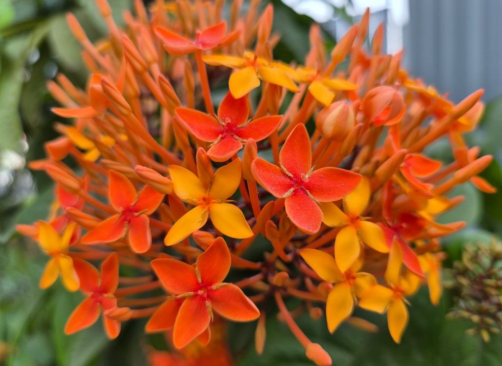 Samsung Galaxy S26's camera sample.