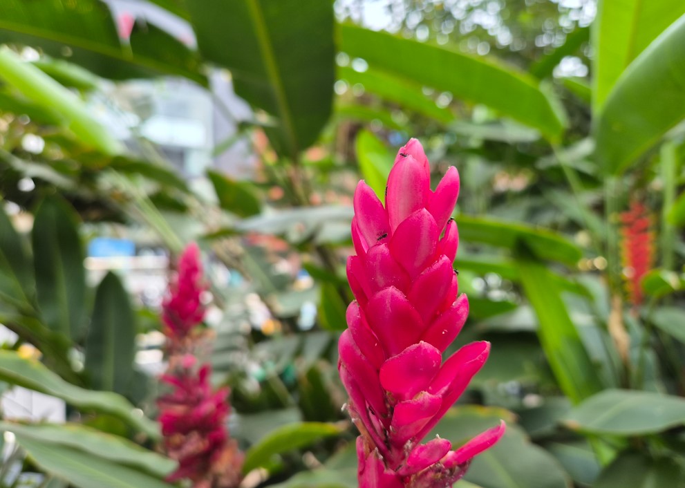 Samsung Galaxy S26's camera sample.