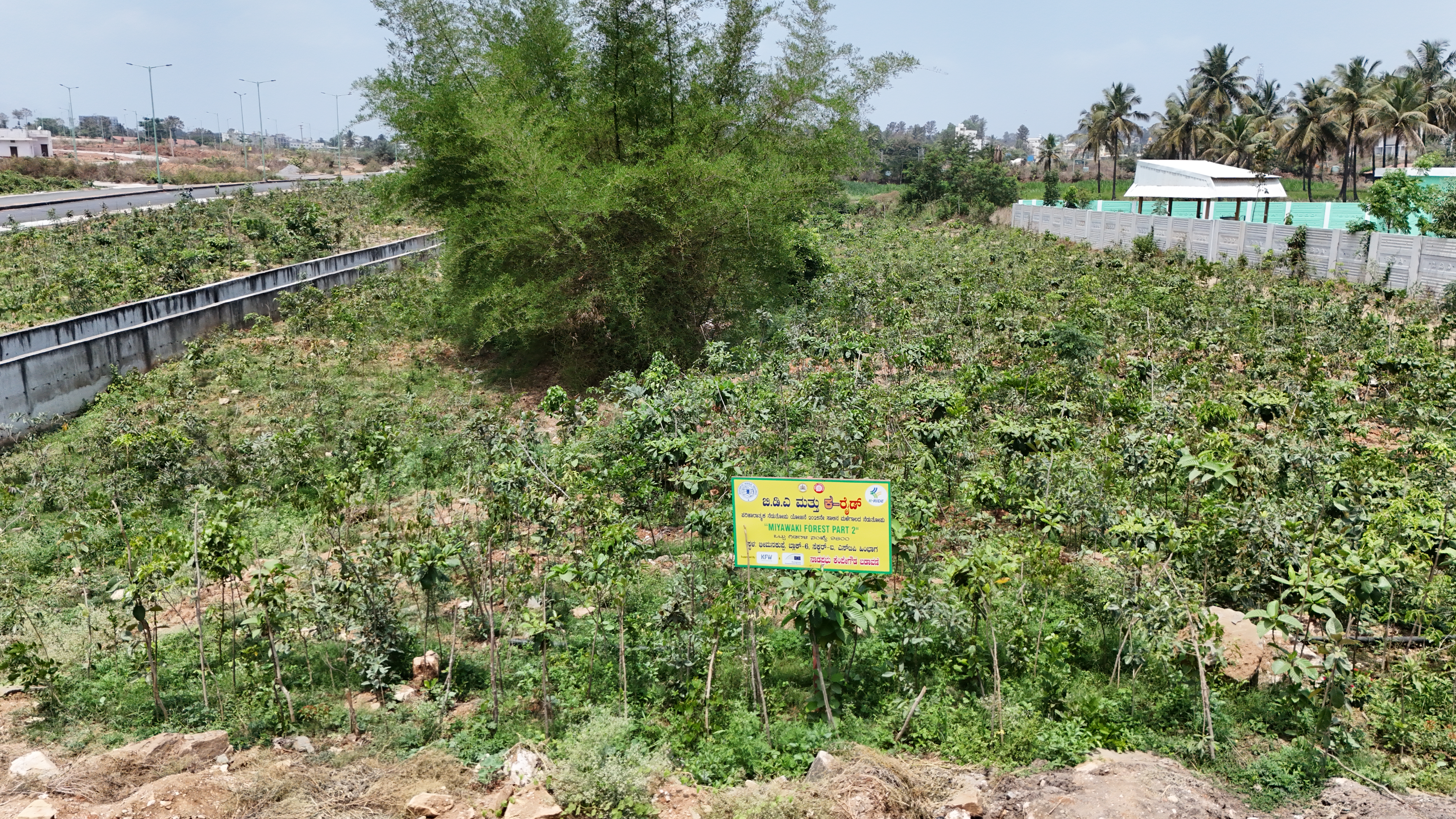 A Miyawaki plantation done by K-RIDE in Nadaprabhu Kempegowda Layout on the periphery of Bengaluru. Pic courtesy: K-RIDE