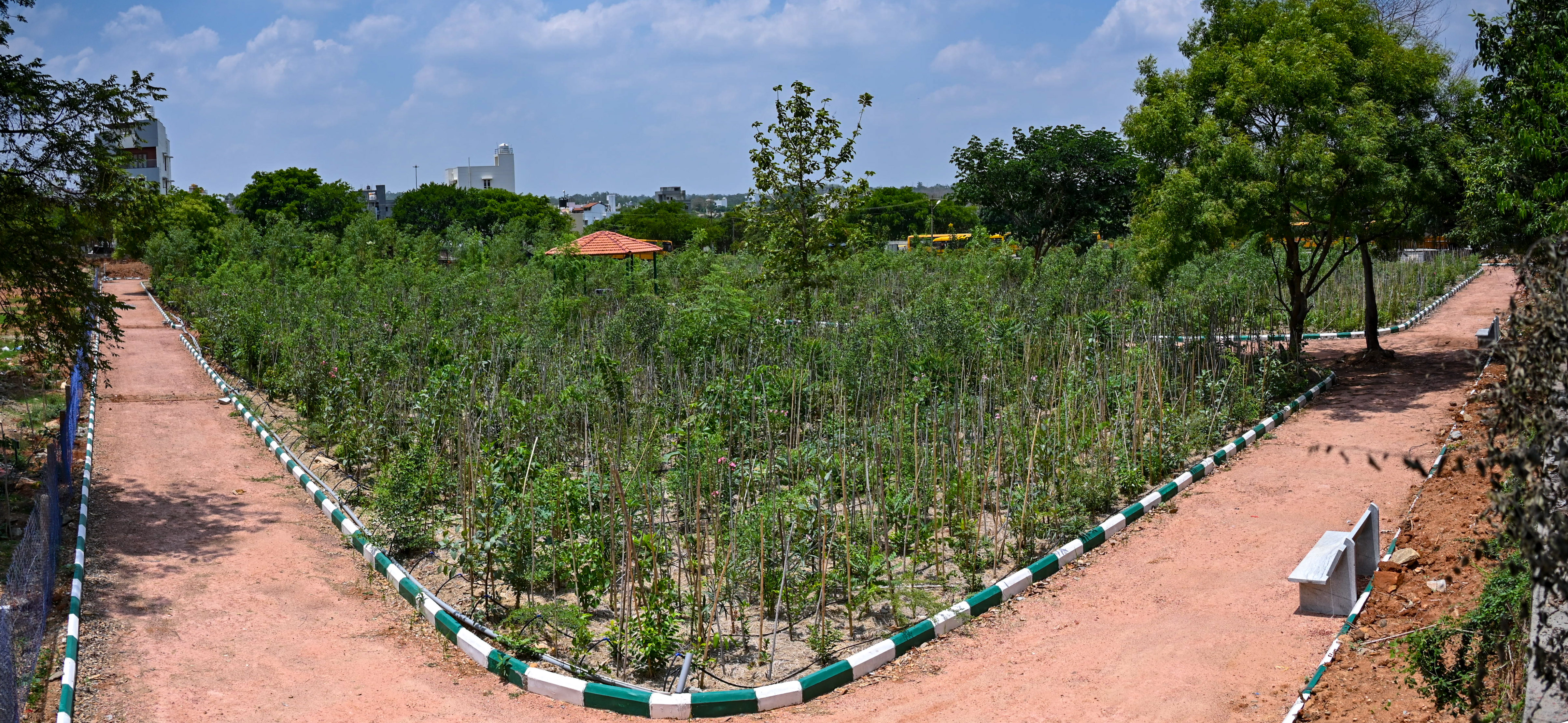 A view of an early-stage Miyawaki plantation at Banashankari 6th stage Bengaluru. DH PHOTO/PUSHKAR V