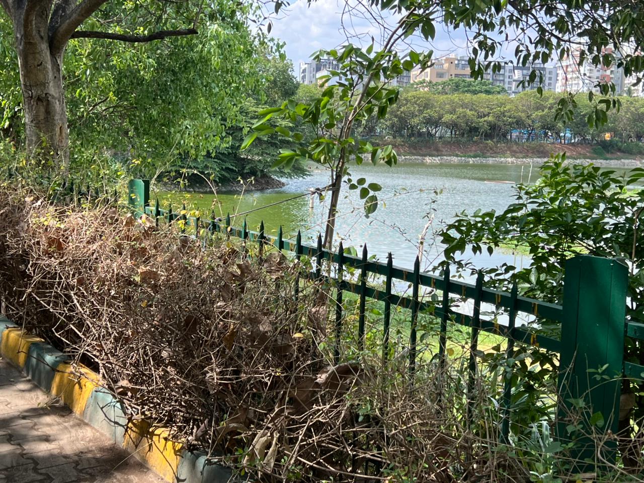 In addition to the dying greenery walkers also complained about a foul stench emanating from the lake due to the leakage of sewage water into a portion of the lake. DH Photos/Asra Mavad