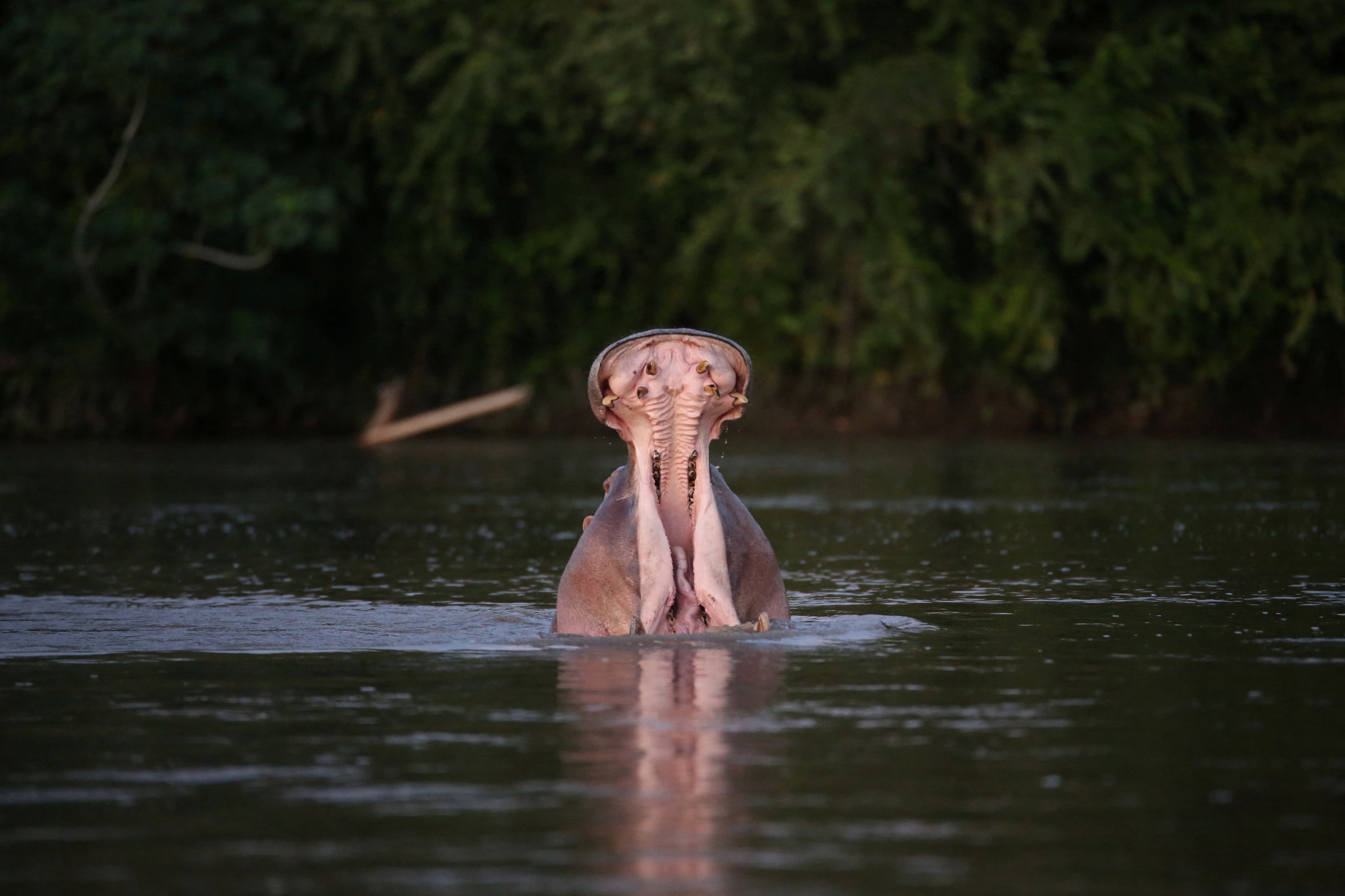 Residents near Colombia's Magdalena River raise alarms over Escobar's hippos' uncontrolled population growth