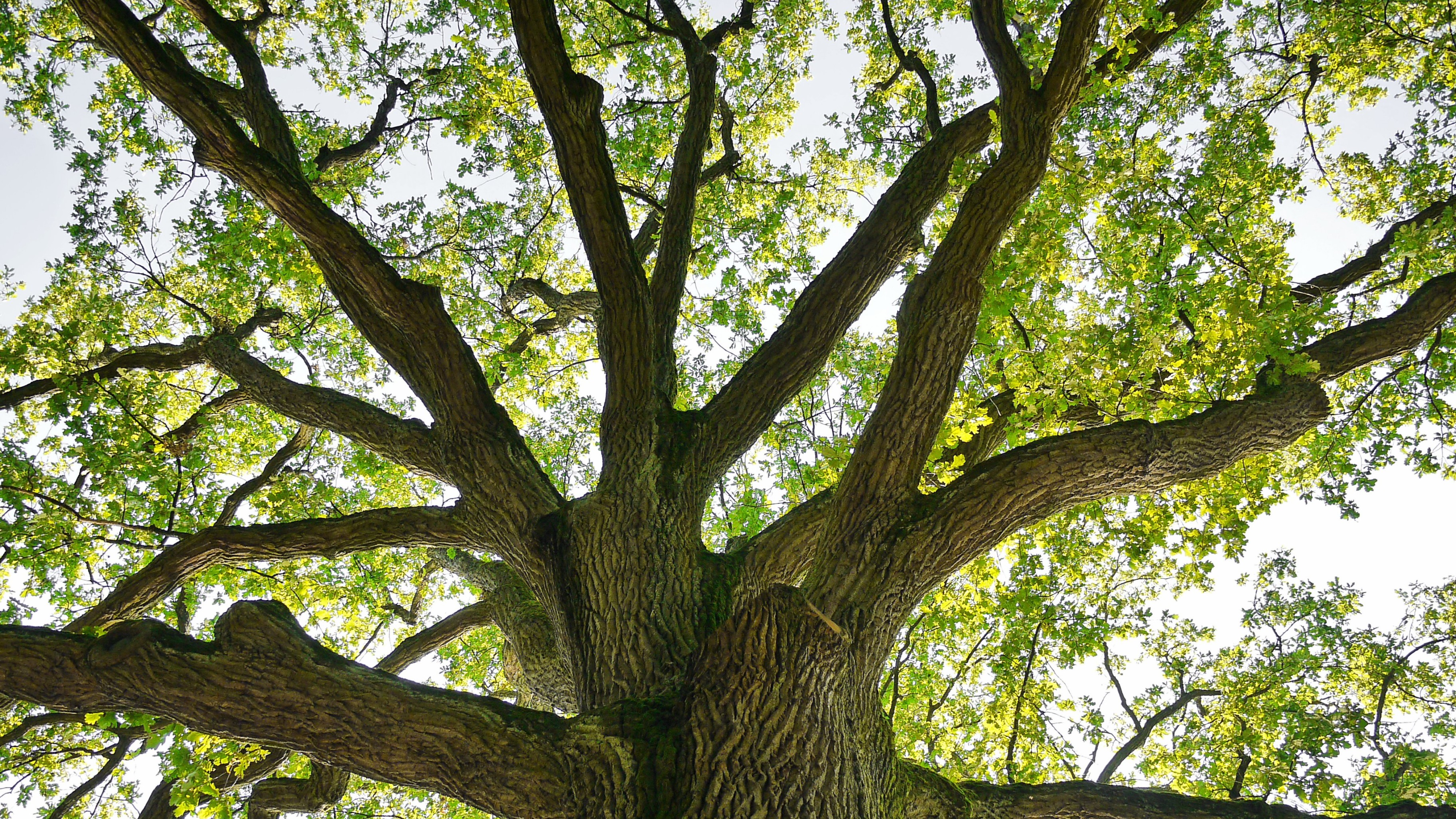 In a fractured world, I turn to trees