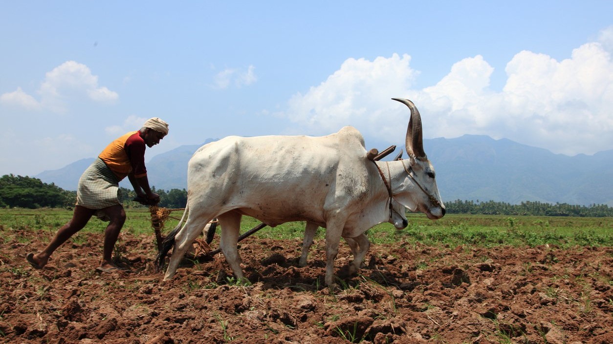 Twin crises threaten India’s farm economy