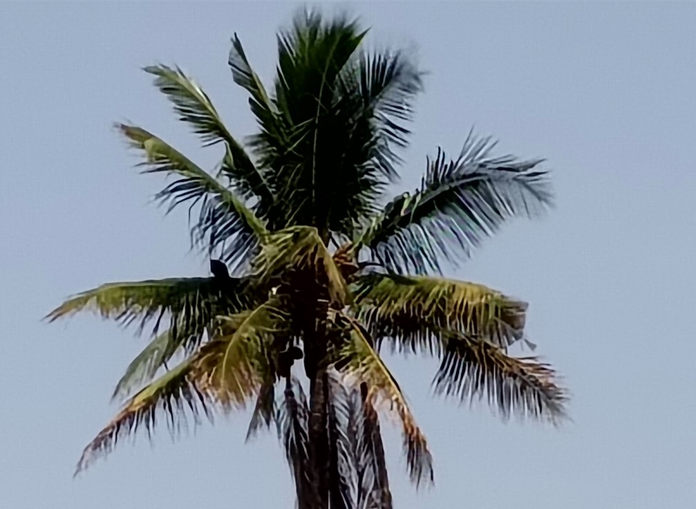 OnePlus Nord CE6's camera sample with 10X zoom.