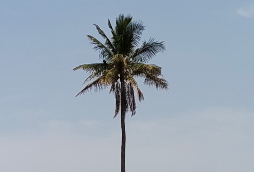 OnePlus Nord CE6's camera sample with 5X zoom.