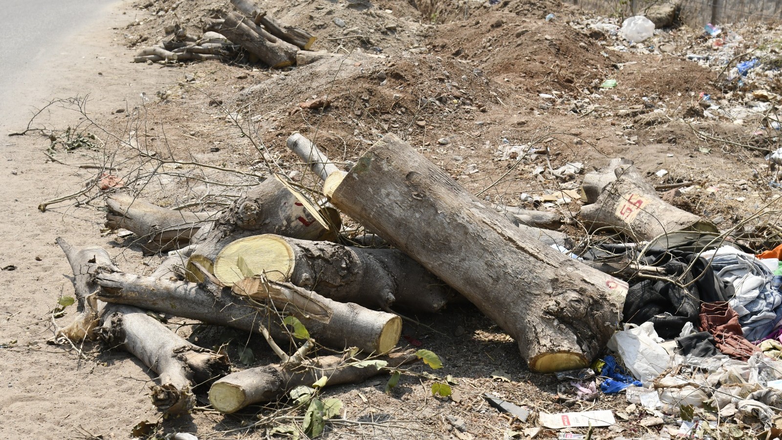 In hot city Ballari, PWD wants to axe 233 trees for road widening 