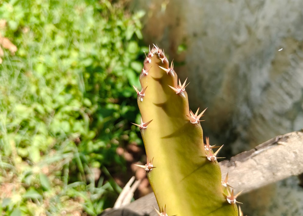 OnePlus Nord CE6's camera sample.