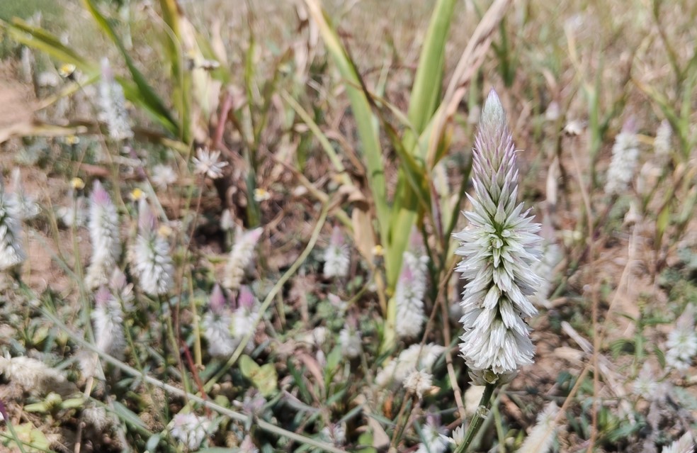 OnePlus Nord CE6's camera sample.