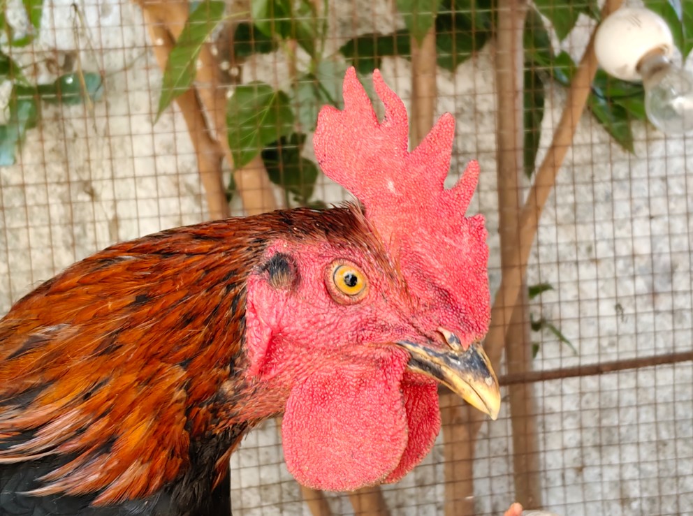 OnePlus Nord CE6's camera sample.