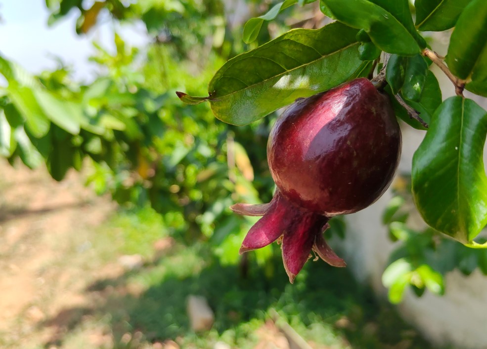 OnePlus Nord CE6's camera sample.