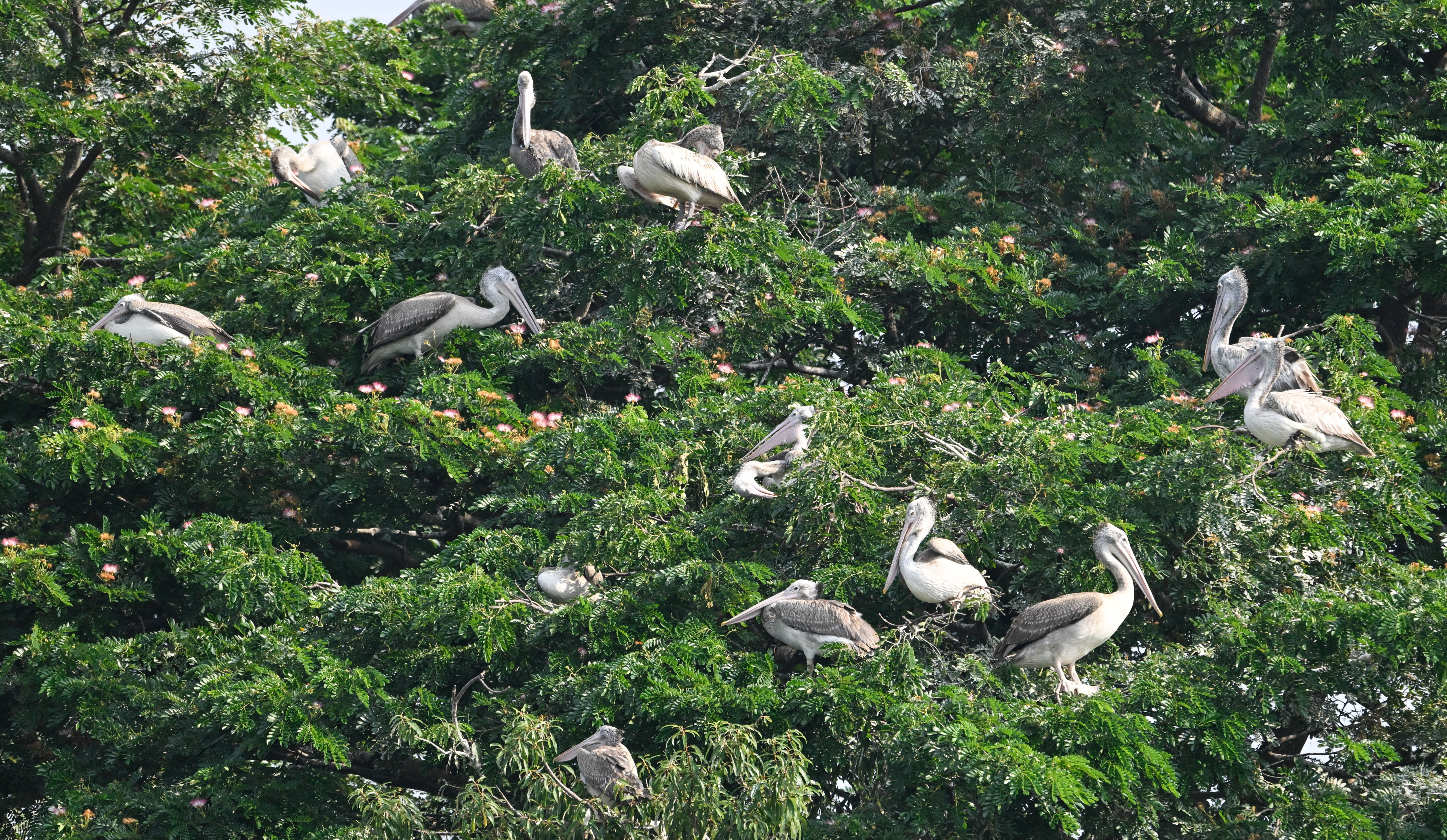 Pelicans at the at the Ranganathittu Bird Sanctuary. DH Photo/ Anup Ragh T