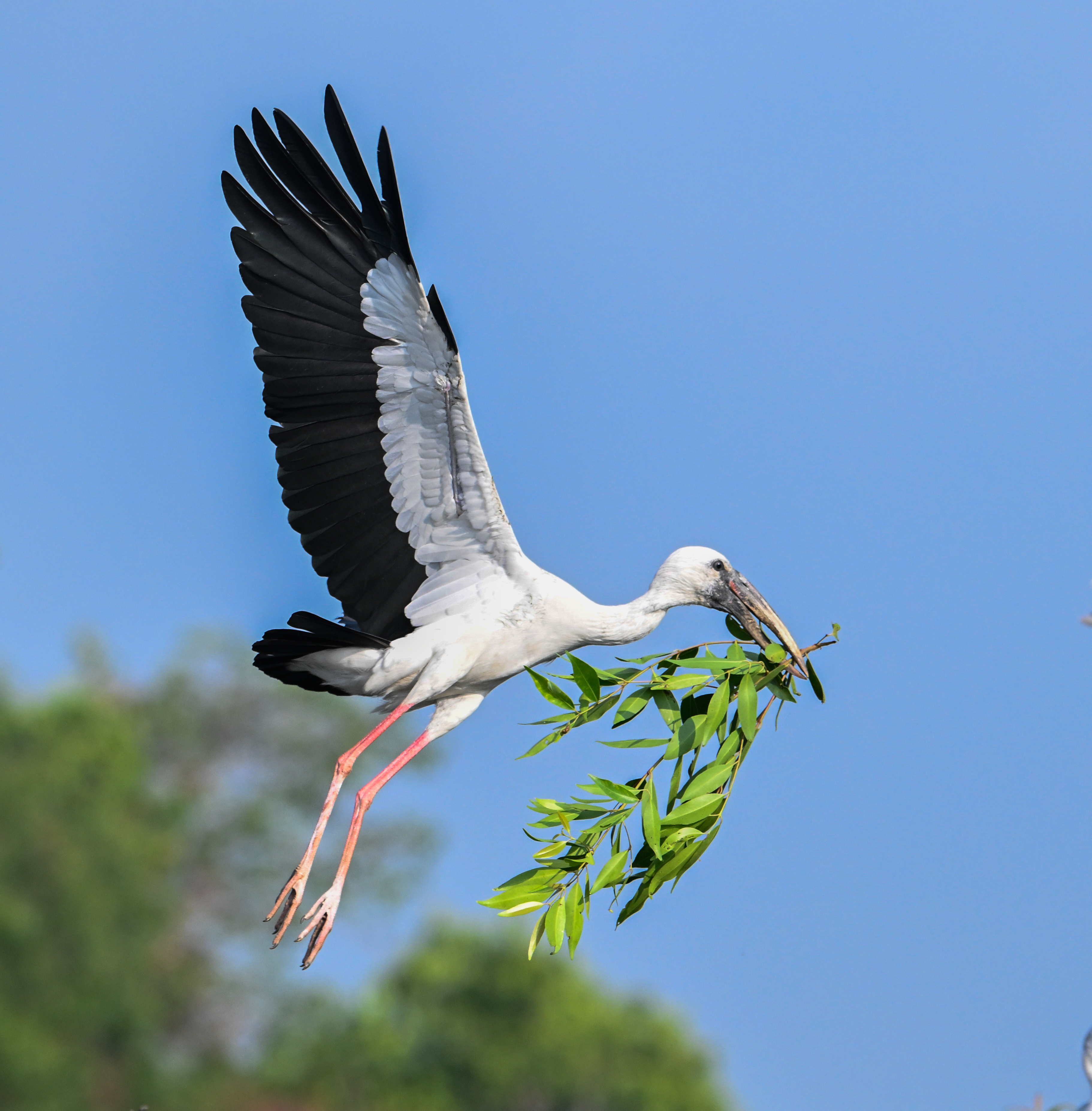 An Asian openbill stork at the Ranganathittu Bird Sanctuary. DH Photo/ Anup Ragh T