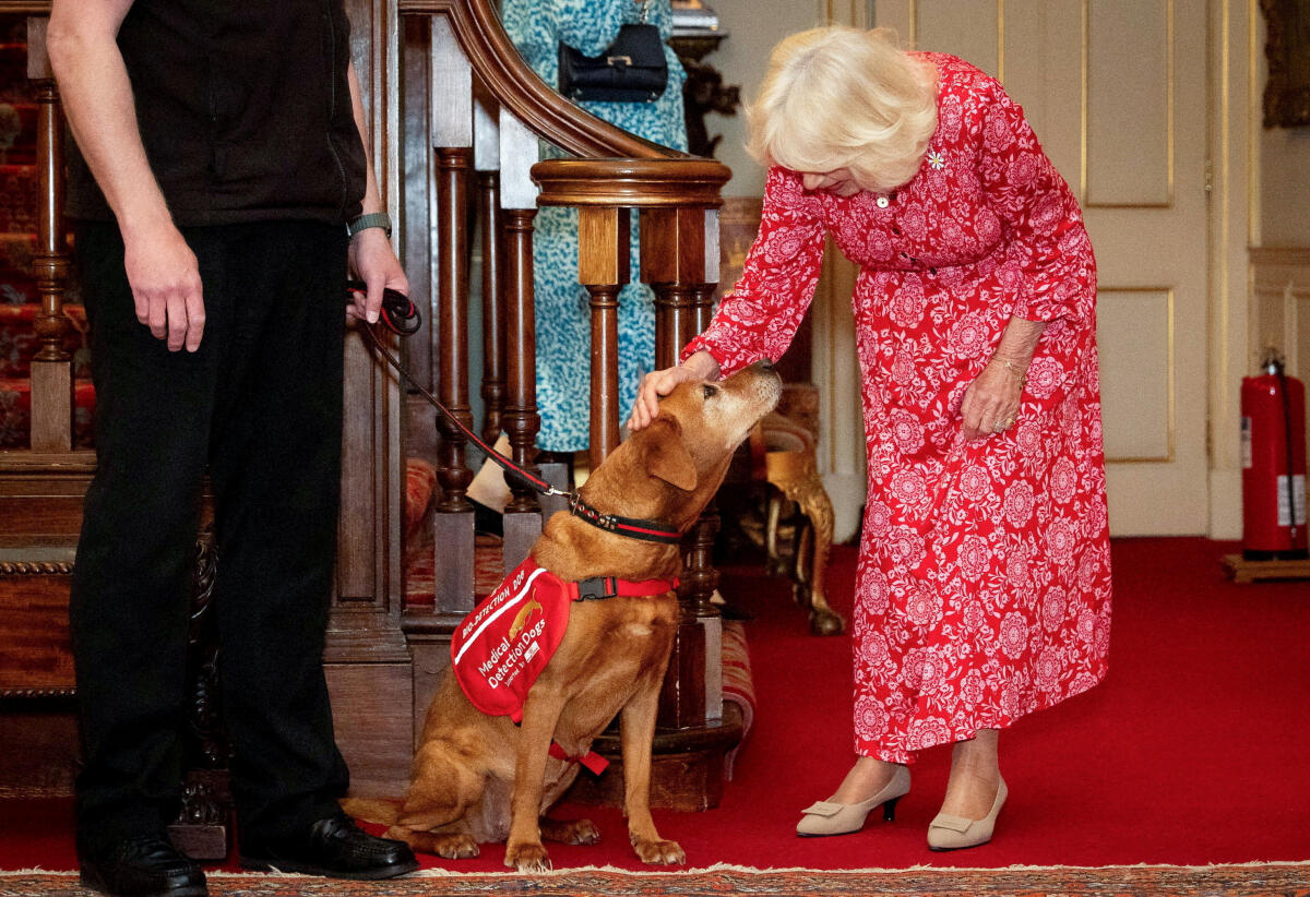 Britain's Queen Camilla, patron of the charity Medical Detection Dogs (MDD), pets prostate cancer medical detection dog Floren during a reception in London, Britain, May 12.