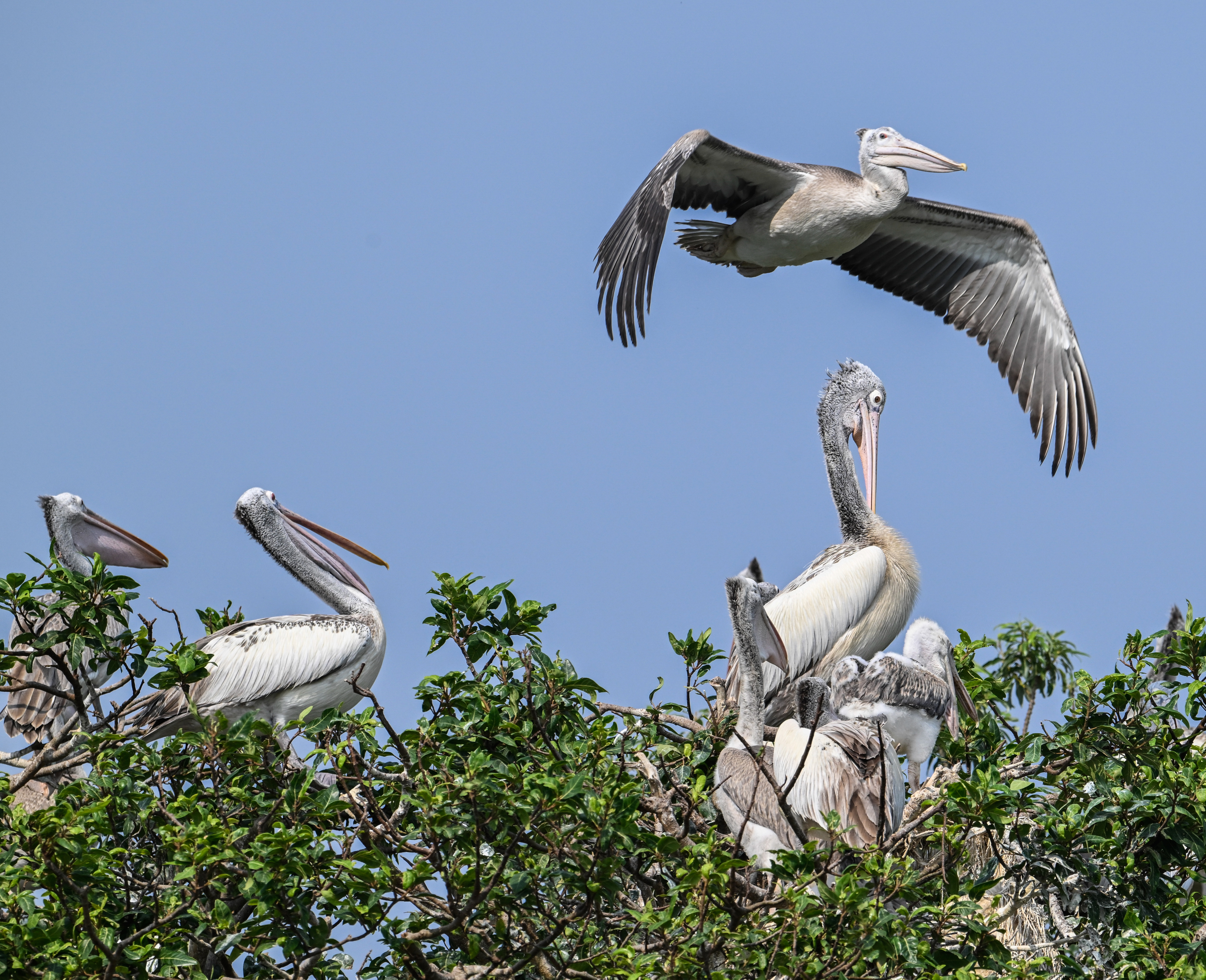 Pelicans at the Ranganathittu Bird Sanctuary. DH Photo/ Anup Ragh T