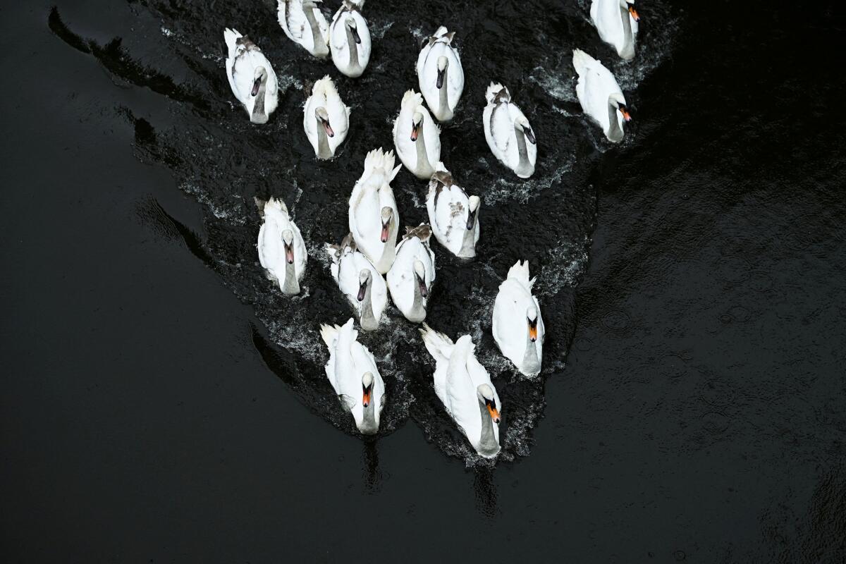 Swans during their release into Hamburg's inner city lake Alster, following their winter quarters in Hamburg, Germany, May 12.