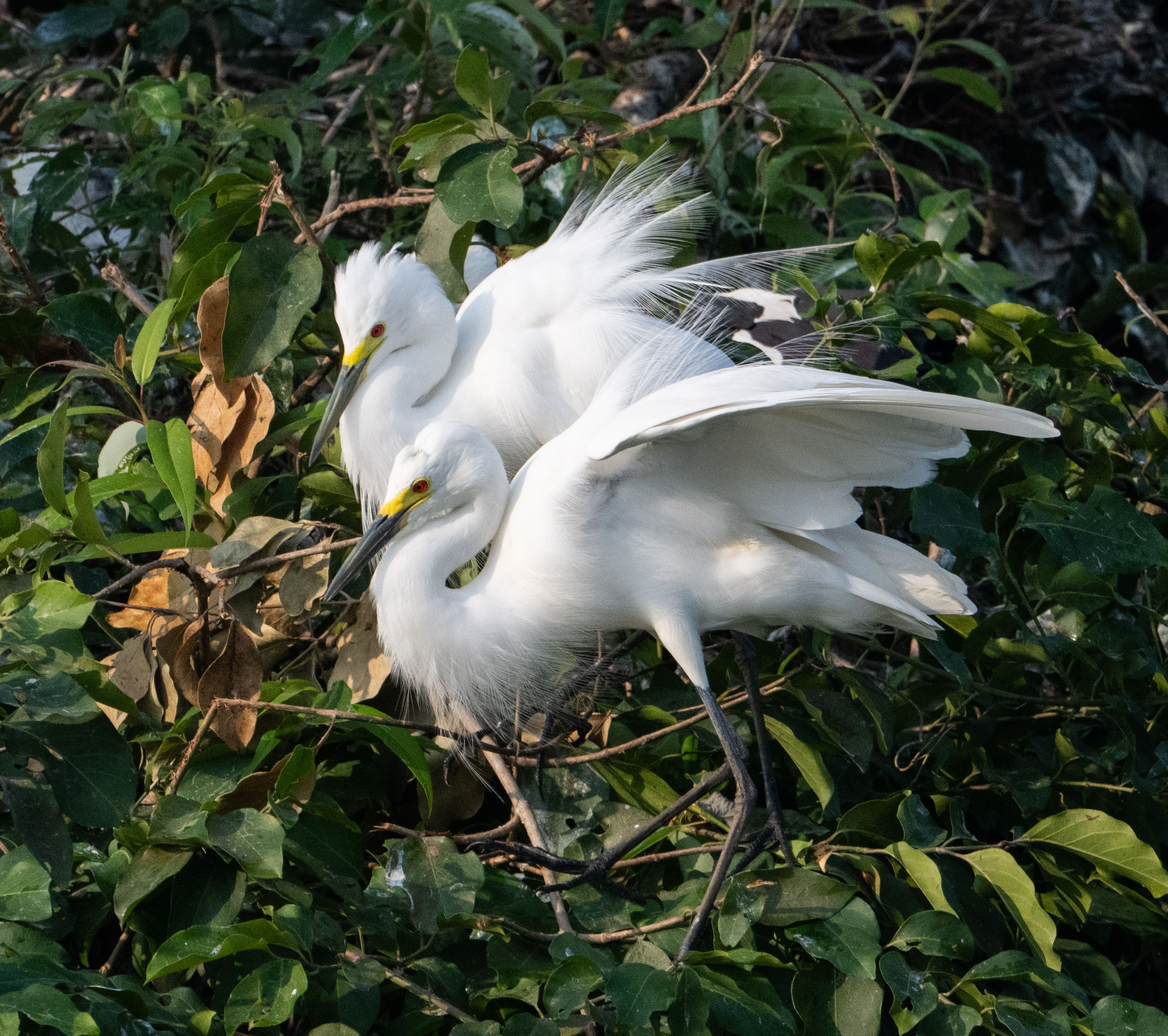 Large egrets at the  Ranganathittu Bird Sanctuary. DH Photo/ Anup Ragh T