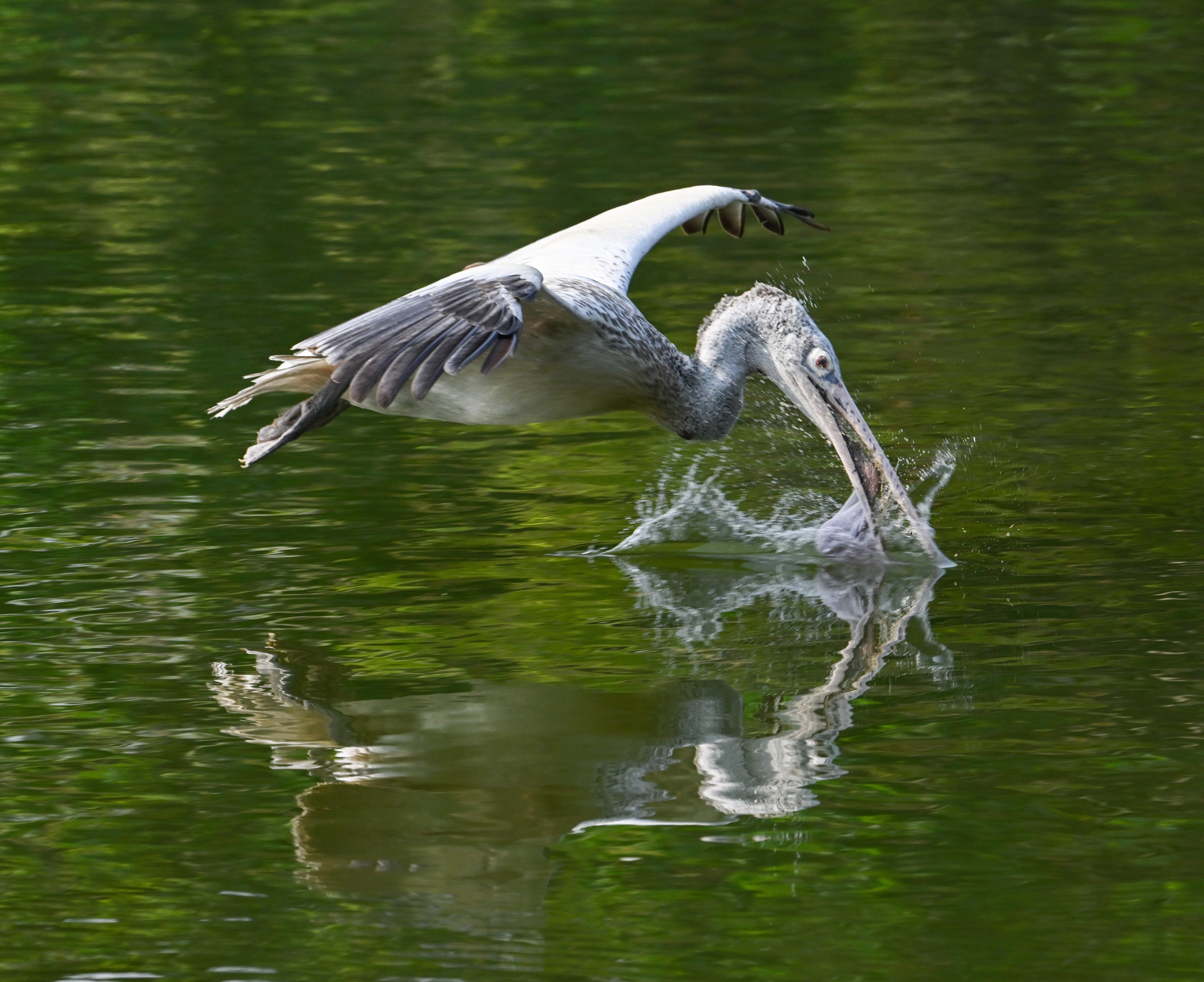 A pelican at the Ranganathittu Bird Sanctuary. DH Photo/ Anup Ragh T