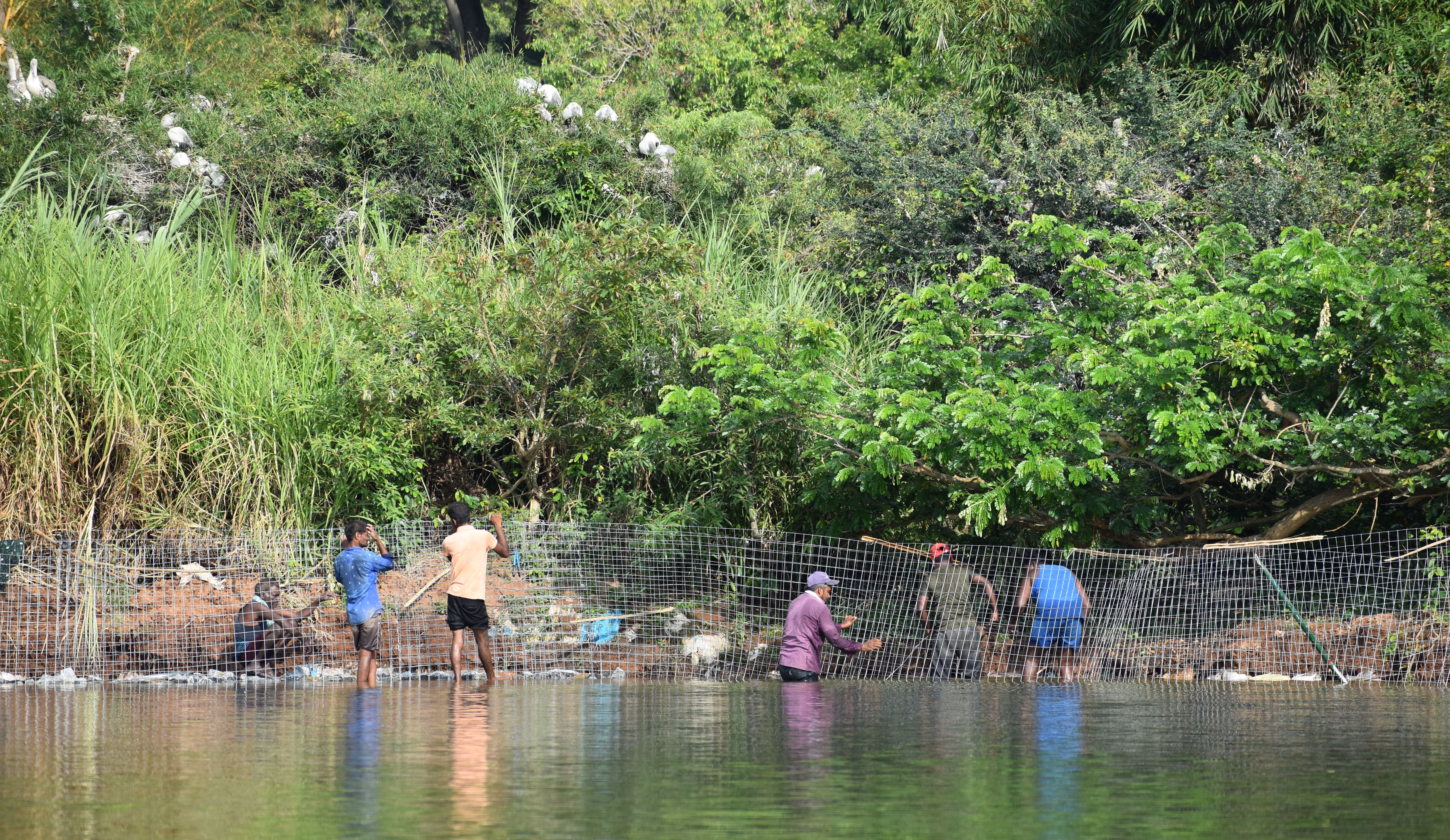 Ranganathittu Bird Sanctuary: Where the Cauvery cradles birdlife
