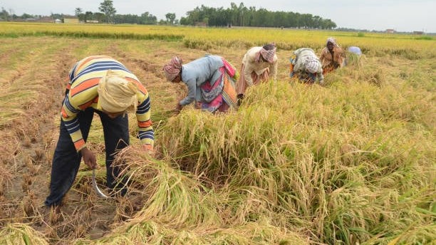Centre announces rise in MSP for paddy by Rs 72 to Rs 2,441 per quintal for 2026-27