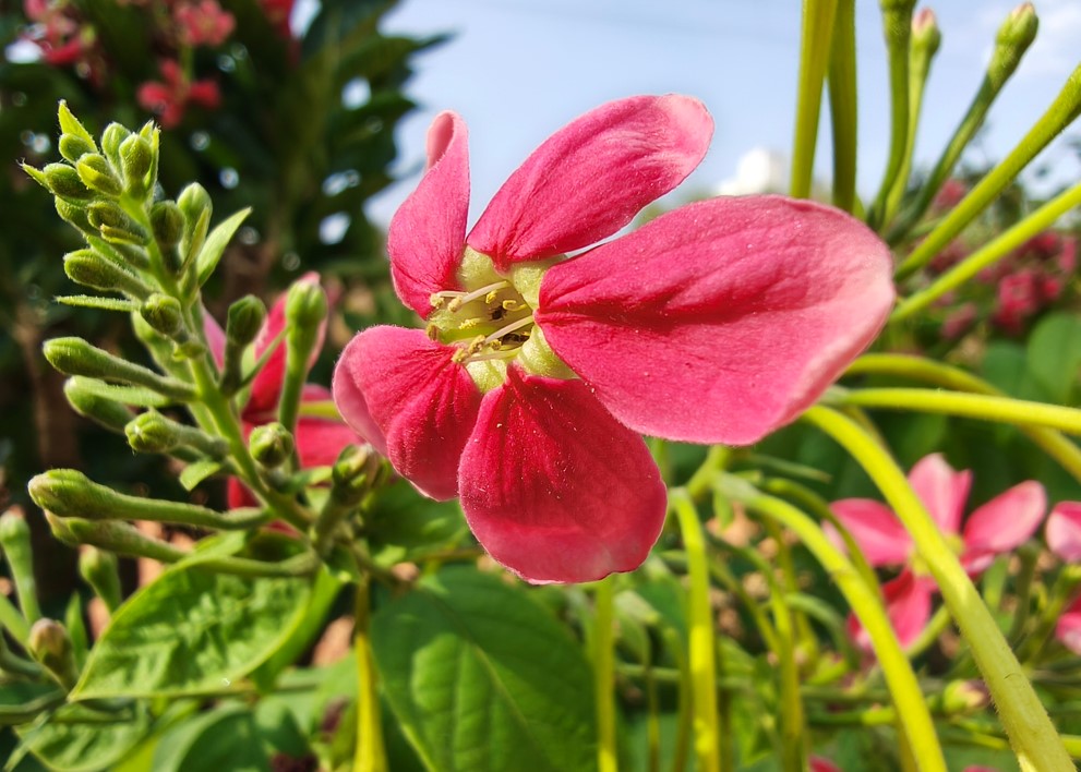 Motorola Edge 70 Pro's camera sample.